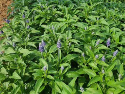 宿根鼠尾草种子种植多久开花？