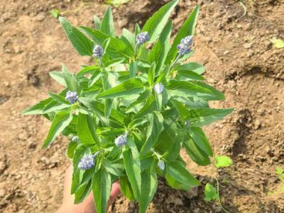 宿根鼠尾草种子的种植季节