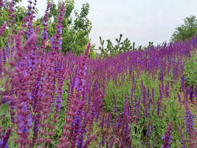 宿根鼠尾草种子种植成本和利润