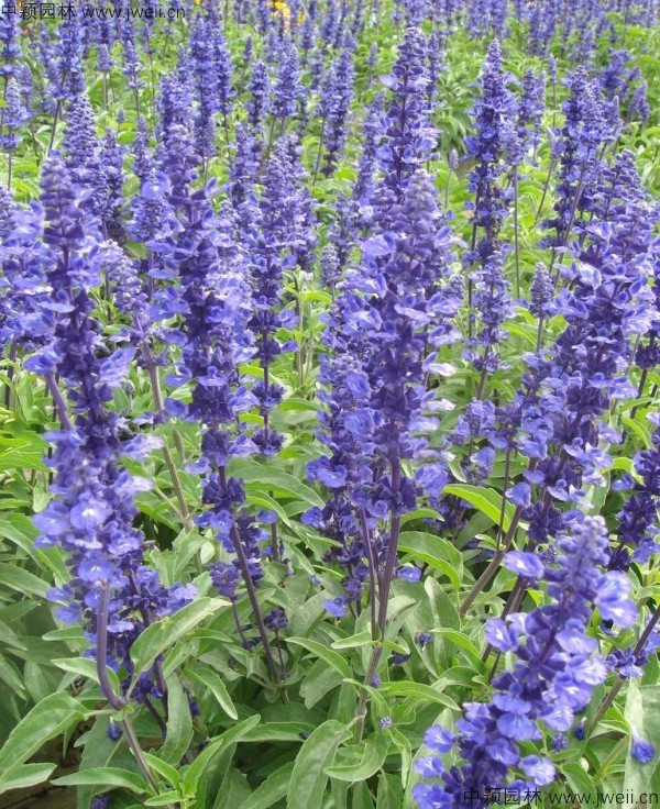 蓝花鼠尾草6.jpg