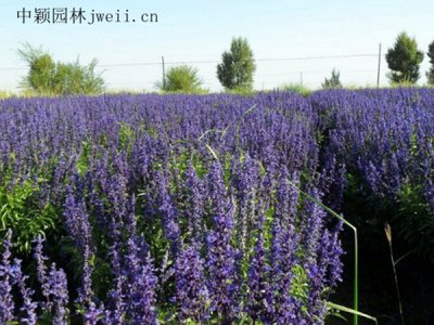 鼠尾草花籽市场价多少钱一公斤？