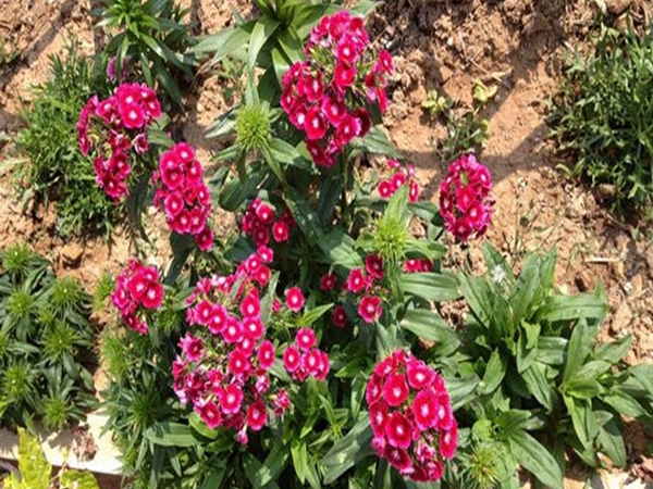 1708154482.jpg 石竹花3.jpg