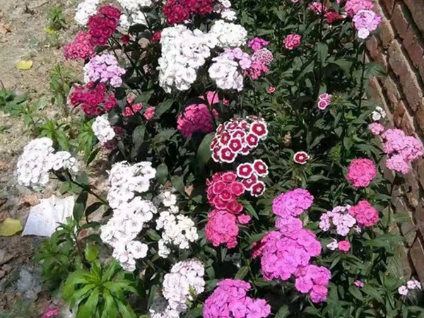 1708404859.jpg 石竹15.jpg