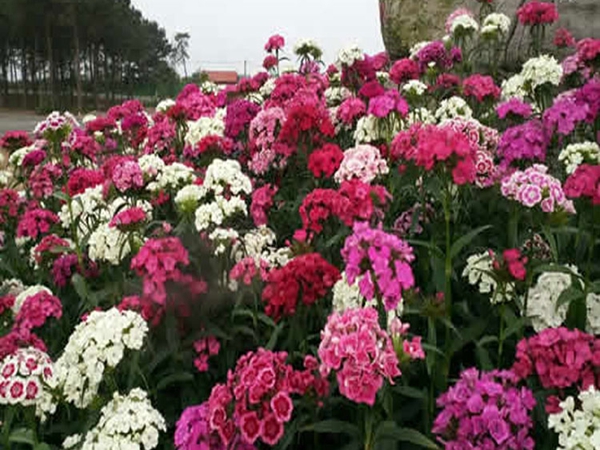 1708409081.jpg 石竹花1.jpg