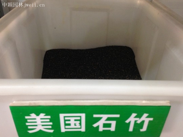 1708777437.jpg 美国石竹.jpg