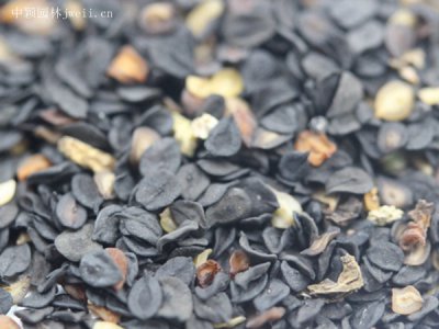 美国石竹种子怎样催芽？