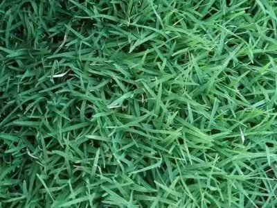 狗牙根适合种植的地区？