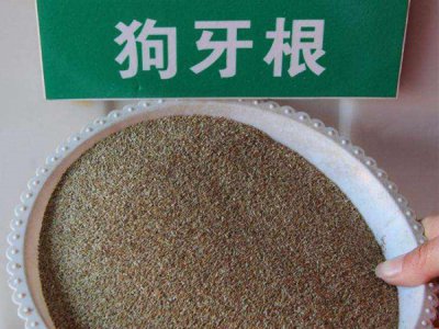 狗牙根什么地方适合种？