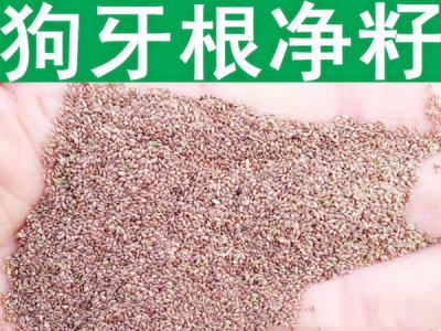 狗牙根南方可以种吗？