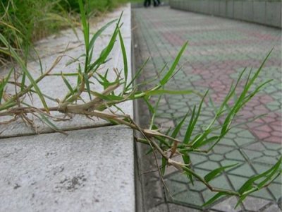 狗牙根北方可以种吗？