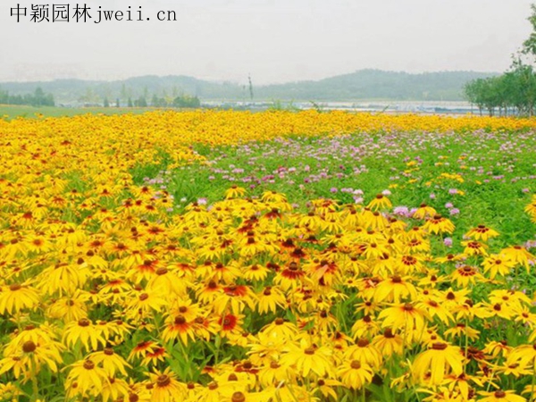 1711962352.jpg 黑心菊2.jpg