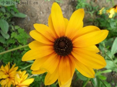 黑心菊种子什么时候开花？