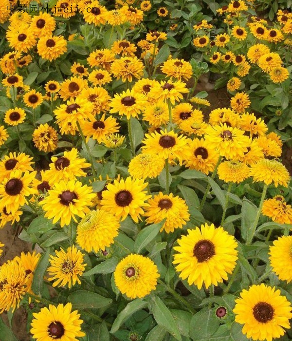 1712299254.jpg 黑心菊-(10).jpg