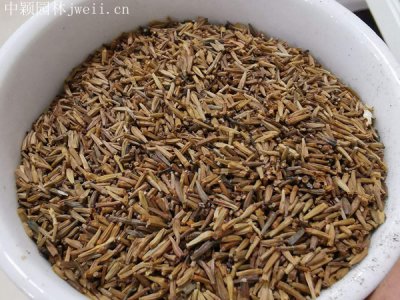 除虫菊种子多少钱一斤？