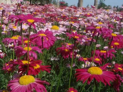 除虫菊能冻死吗
