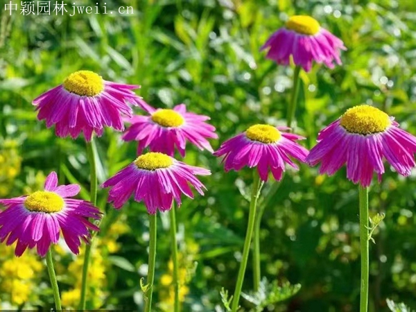 除虫菊10.jpg