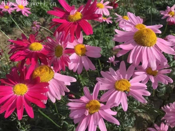 1712892579.jpg 除虫菊9.jpg