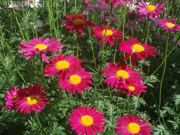 1712909122.jpg 除虫菊.jpg