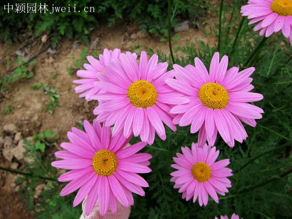 1712914078.jpg 除虫菊4.jpg