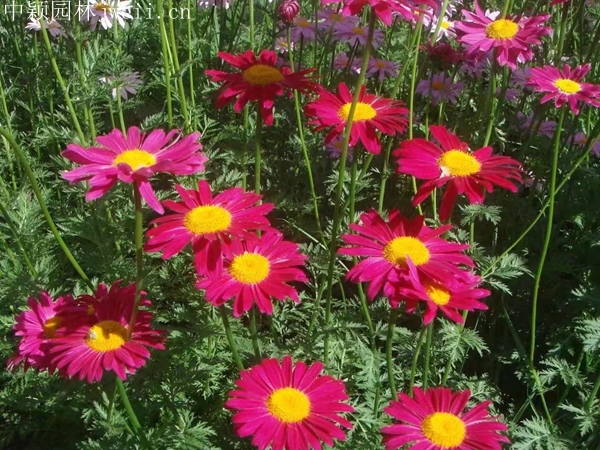 1712914097.jpg 除虫菊7.jpg