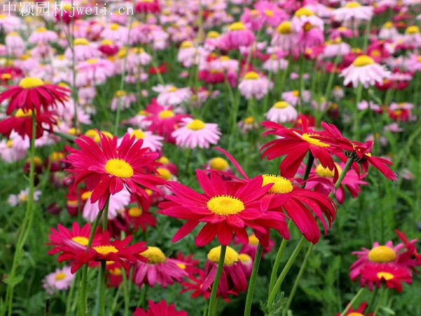 1712914115.jpg 除虫菊11.jpg
