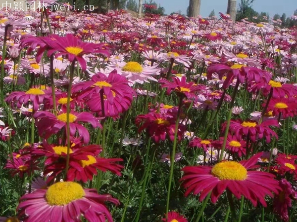 1712914135.jpg 除虫菊6.jpg