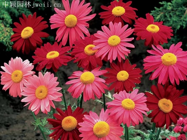 1712980986.jpg 除虫菊5.jpg