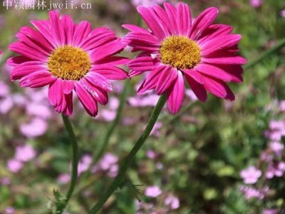 除虫菊冬天可以种吗？