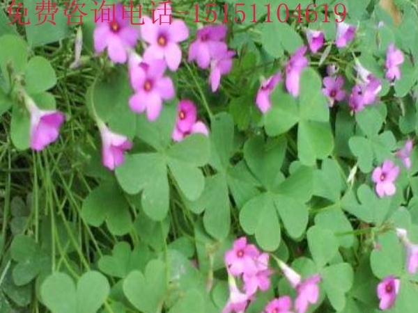 1713587155.jpg 9_副本.jpg