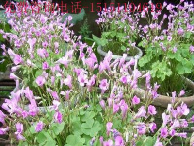 红三叶草的生长温度
