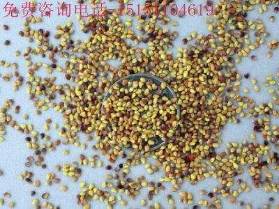 红三叶草的特点和用途有哪些