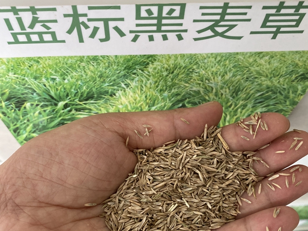 1726565115.jpg 黑麦草种子6.jpg