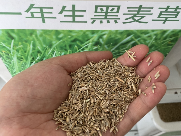 1726831279.jpg 黑麦草种子7.jpg