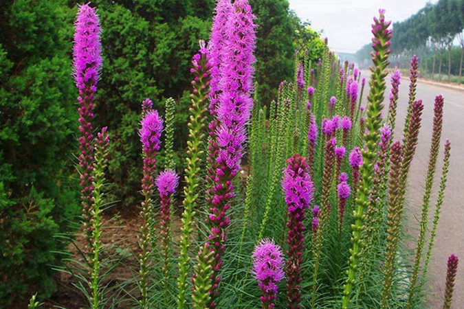 1729144332.jpg 蛇鞭菊3.jpg
