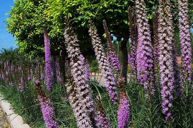 1729144342.jpg 蛇鞭菊5.jpg