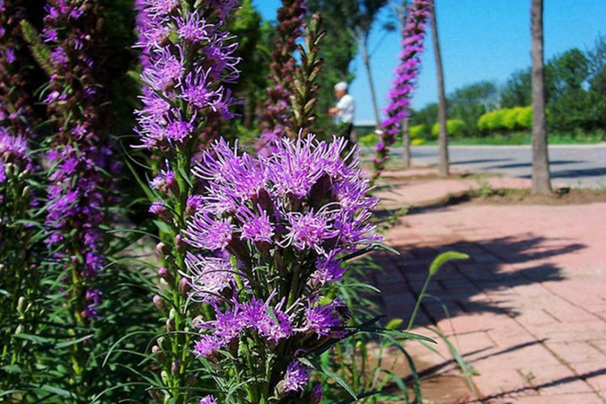 1729768106.jpg 蛇鞭菊8.jpg