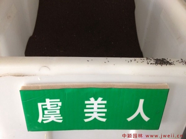 1732513448.jpg 虞美人15.jpg