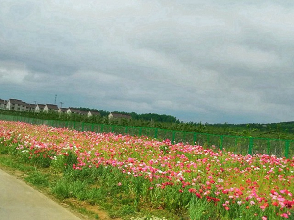 1732538699.jpg 虞美人13.jpg