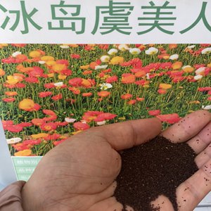 冰岛虞美人的生长周期