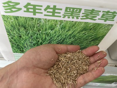 黑麦草