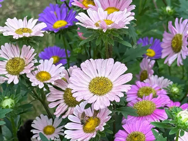 1738725982.png 西洋滨菊4.png