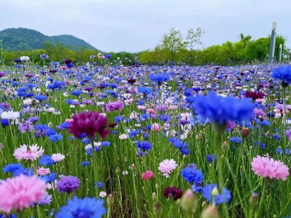 1738726022.jpg 地被菊4.jpg