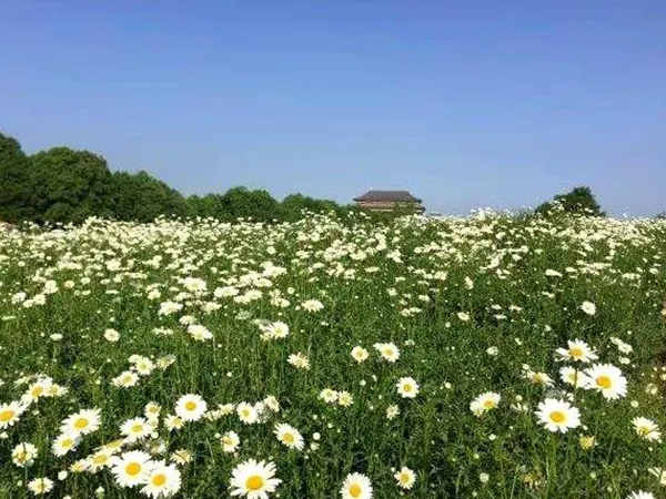 1738728395.png 西洋滨菊16.png