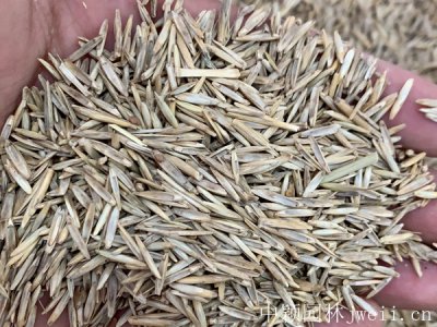 高羊茅草坪每平方撒播多少克？