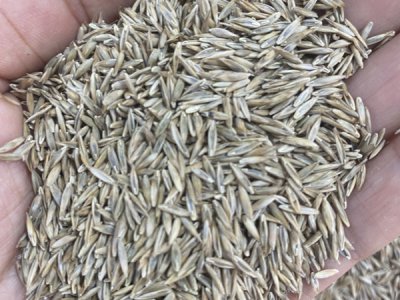 高羊茅草坪的特点是什么？