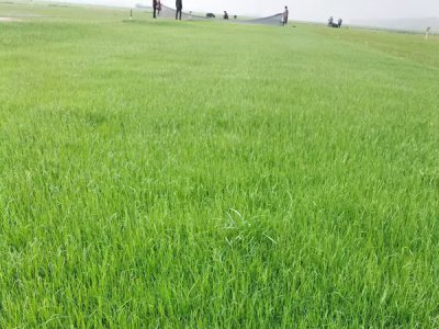 高羊茅草籽播种后多长时间浇水