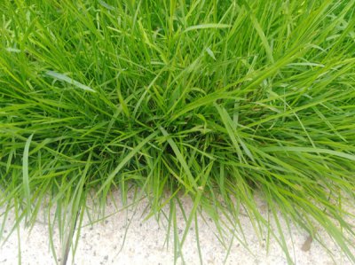 高羊茅草籽夏天可以撒种吗？