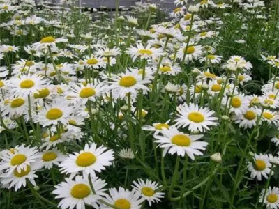 西洋滨菊种子什么时候开花？