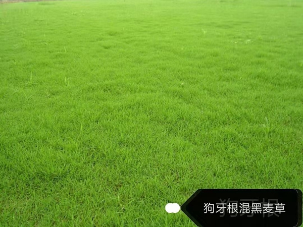 1739451411.jpg 护坡9.jpg