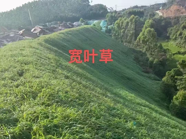 1739451436.jpg 护坡5.jpg